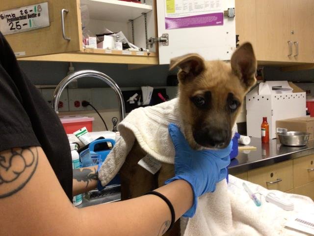 MARLA - German Shepherd Dog available for adoption