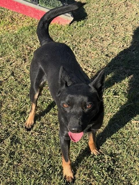 GIDGET - German Shepherd Dog available for adoption