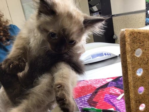 CRAB RANGOON - Domestic Short Hair available for adoption
