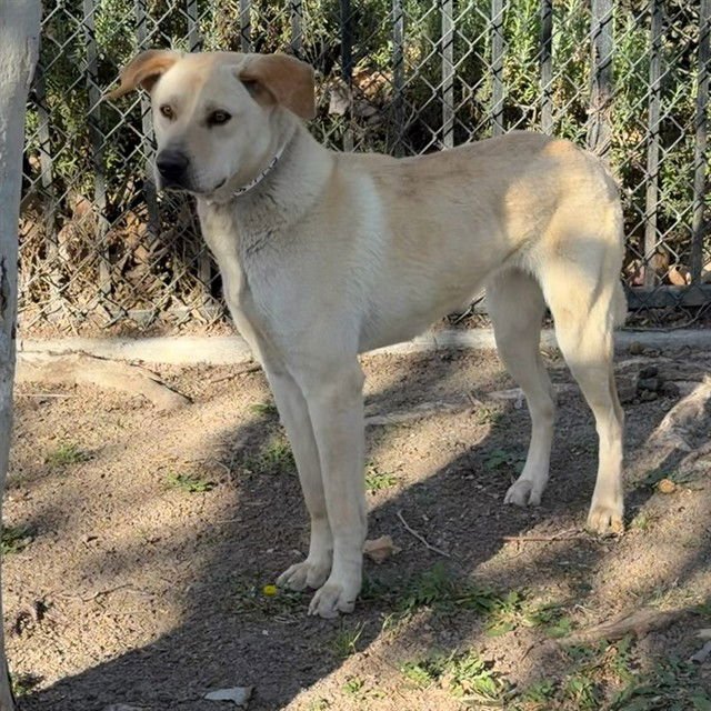 TOOTSIE - Labrador Retriever available for adoption