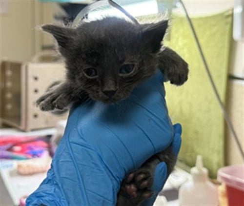BIRCH - Domestic Short Hair available for adoption