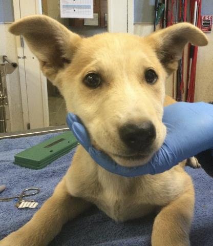 LUCY - Siberian Husky available for adoption