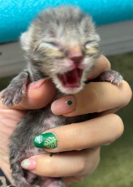 FISH - Domestic Short Hair for adoption in Riverside