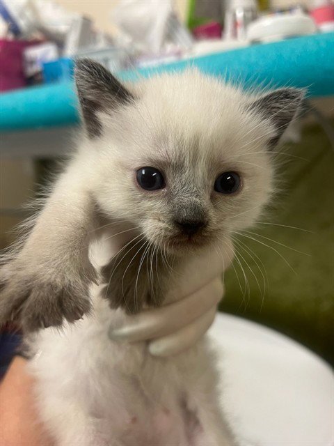 KIM - Siamese available for adoption