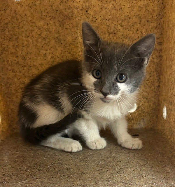 CORALINE - Domestic Short Hair available for adoption