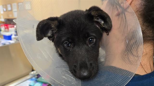 INDIE - German Shepherd Dog available for adoption