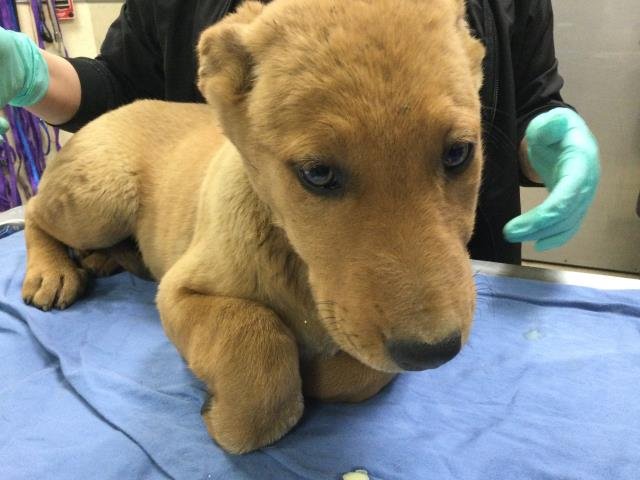 WINTER - German Shepherd Dog available for adoption