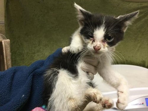 SHORTIE - Domestic Short Hair available for adoption