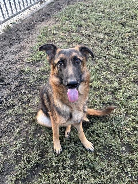 LOLITA - German Shepherd Dog available for adoption
