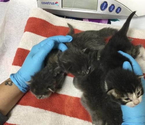 A1914278 - Domestic Short Hair available for adoption