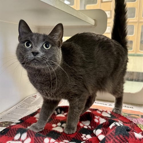 STOUT - Domestic Short Hair available for adoption