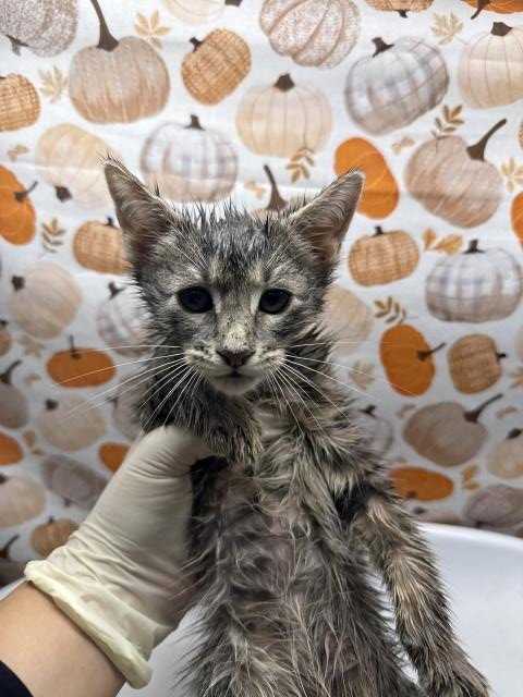 OLLIE - Domestic Short Hair available for adoption