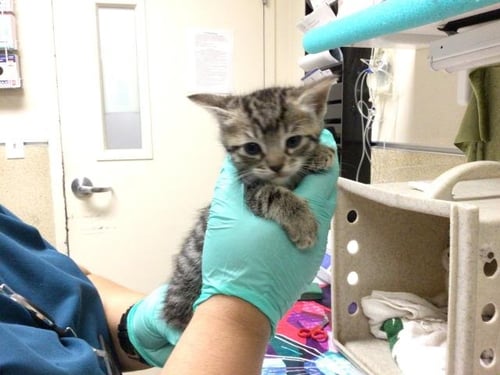 A1913204 - Domestic Short Hair available for adoption