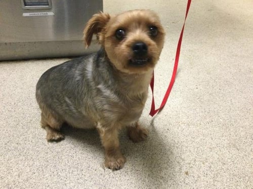 BAILEY - Yorkshire Terrier Yorkie available for adoption