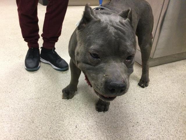 BERTHA - Pit Bull Terrier available for adoption