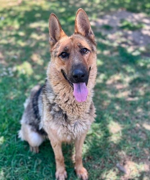 ARCO - German Shepherd Dog available for adoption