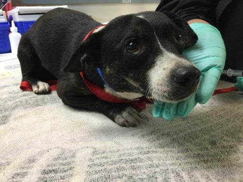 KEVIN - Chihuahua / Dachshund available for adoption
