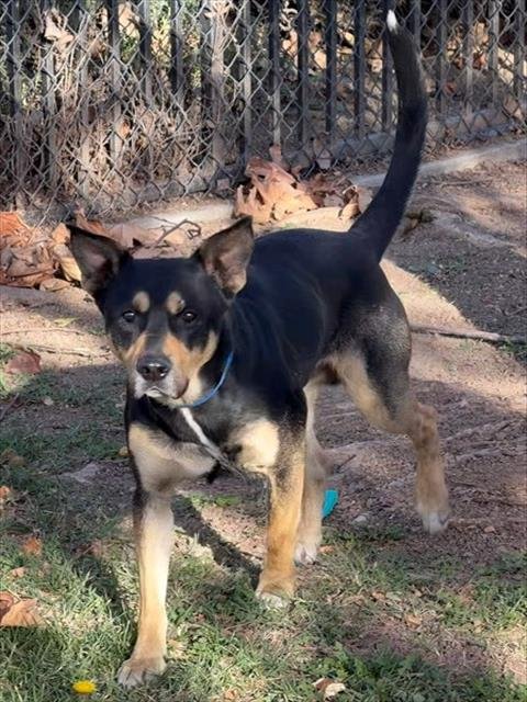MATHEW - German Shepherd Dog available for adoption
