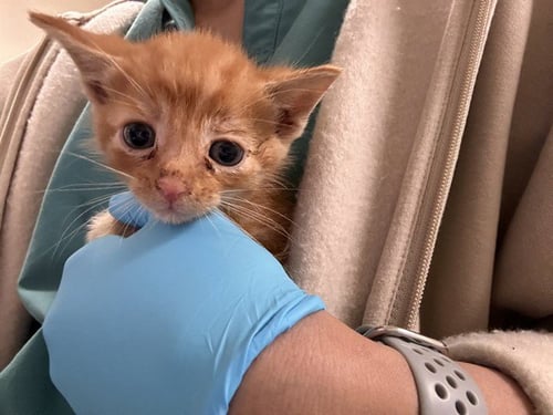 WAZOWSKI - Domestic Long Hair available for adoption