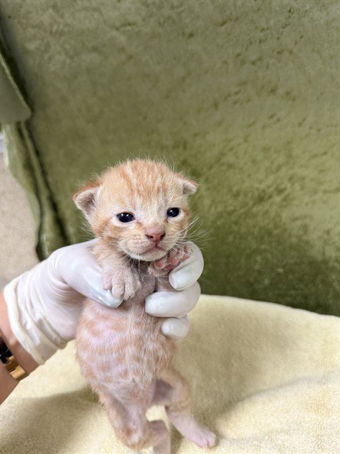 STITCH - Domestic Short Hair available for adoption