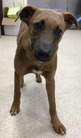 DAHLIA - Rhodesian Ridgeback available for adoption
