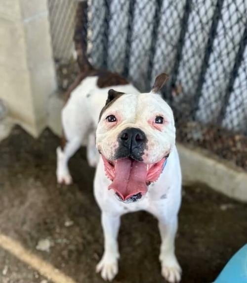 SUNNY BOO BOO - Boxer available for adoption