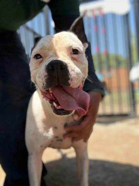 SUNNY BOO BOO - Boxer available for adoption