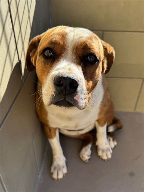 SWEETS - Pit Bull Terrier available for adoption