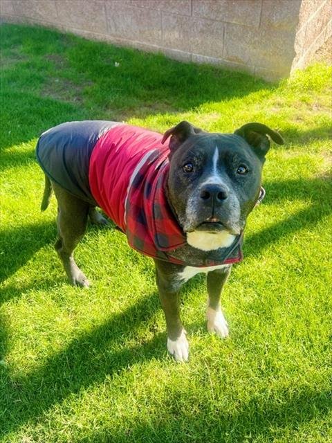 PETEY - Pit Bull Terrier available for adoption