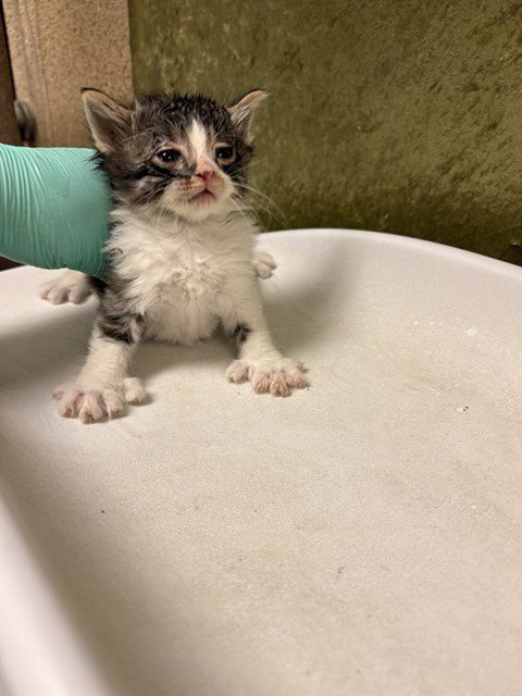 COPPER - Domestic Short Hair available for adoption