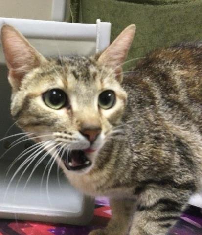 MOMMA - Domestic Short Hair available for adoption