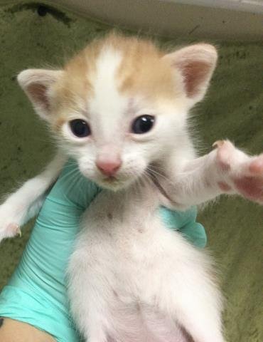 PUMPKIN - Domestic Short Hair available for adoption