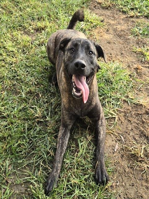 RUBY - German Shepherd Dog available for adoption