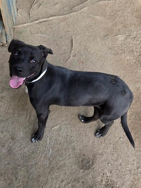 OPAL - Labrador Retriever available for adoption