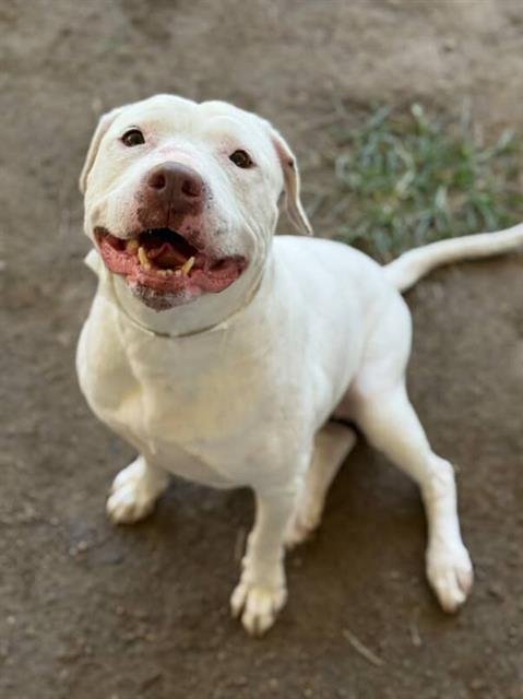 WINTER - Pit Bull Terrier available for adoption