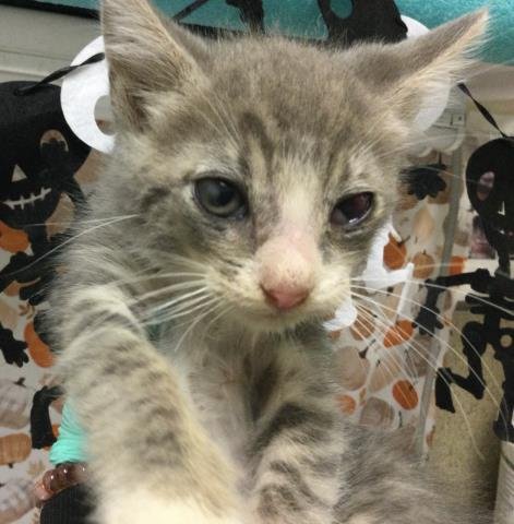 A1941361 - Domestic Short Hair available for adoption