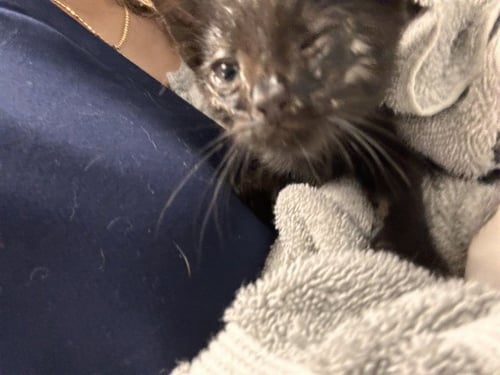 BEANIE - Domestic Short Hair available for adoption