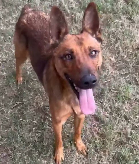 FOX - Belgian Shepherd Malinois available for adoption