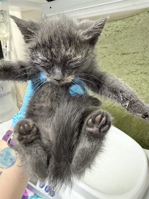 FIONA - Domestic Short Hair available for adoption