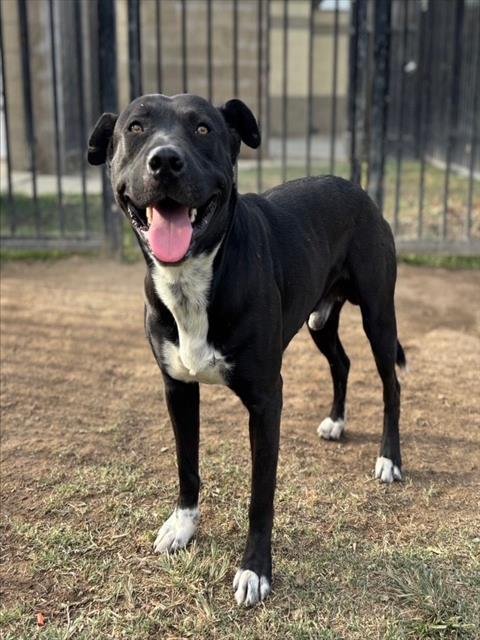 PINTO - Pit Bull Terrier available for adoption