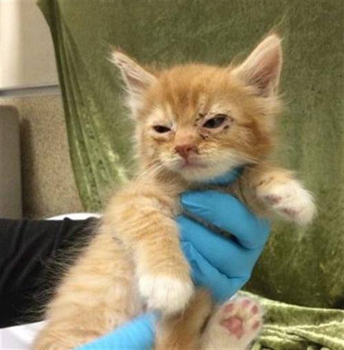 LILLY - Domestic Short Hair available for adoption