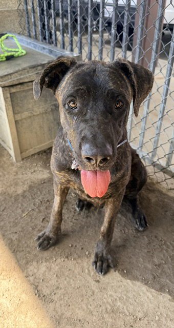 SUNNIE D - Cane Corso Mastiff available for adoption