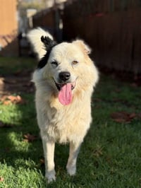 SPUNKY - Photo 1
