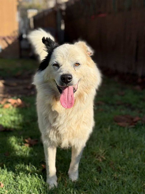 SPUNKY - Australian Shepherd available for adoption