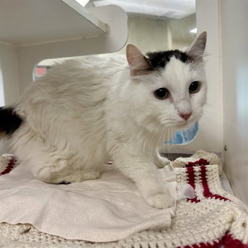 PUNKY - Domestic Short Hair available for adoption
