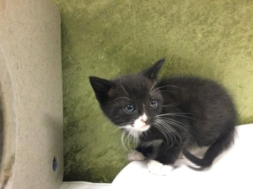 MOON - Domestic Short Hair available for adoption