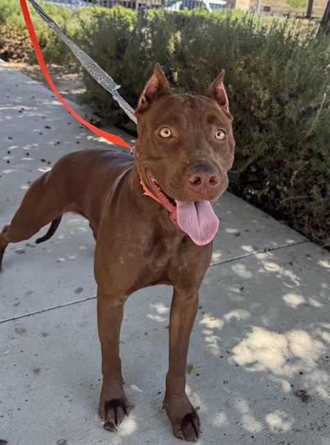 AURORA - Pit Bull Terrier available for adoption