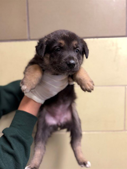 BUSHY - German Shepherd Dog available for adoption