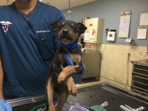 A1934130 - German Shepherd Dog available for adoption