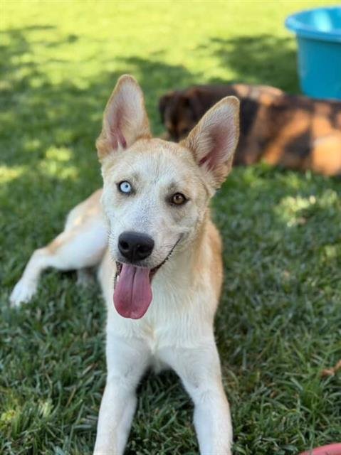 WILLOW - Siberian Husky available for adoption